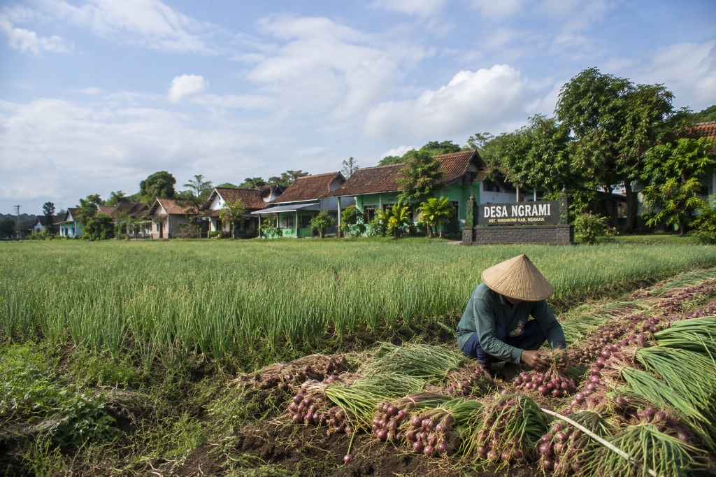 Bawang Merah Bauji Standar (Grade B)